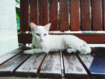 Portrait of white cat on bench