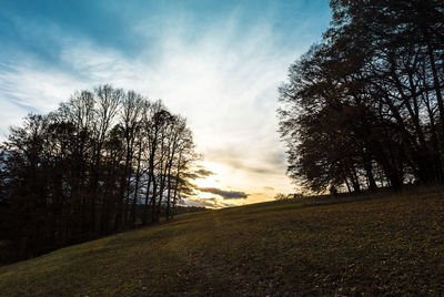 Trees against sky during sunset