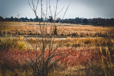 Plants on field against sky