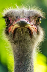 Close-up portrait of owl