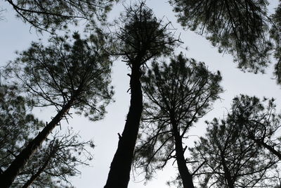 Low angle view of silhouette tree against sky