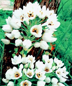 Close-up of white flower