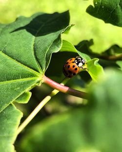 Close-up of ladybug on leaf