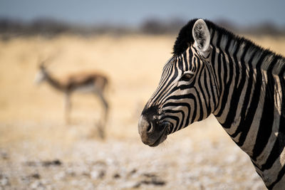 Zebra standing on field