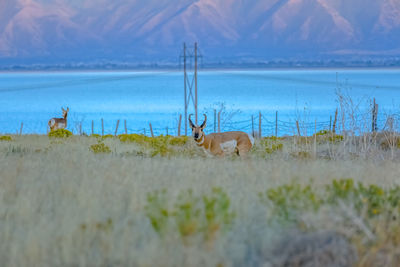 View of deer on field