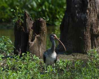 Bird perching on tree trunk