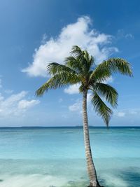 Palm tree by sea against sky