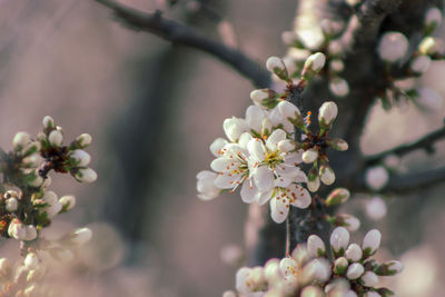 Close-up of white cherry blossom tree