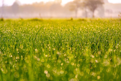 Close-up of grass in field