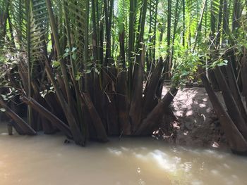 View of bamboo trees in forest