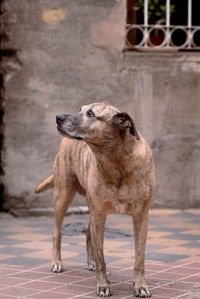 Close-up of dog