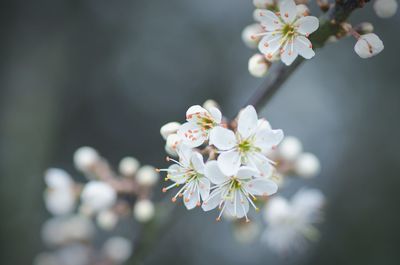 Close-up of white cherry blossoms