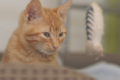 Close-up of a cat looking away