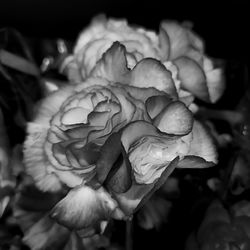 Close-up of wilted rose against black background