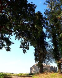 Low angle view of trees in forest