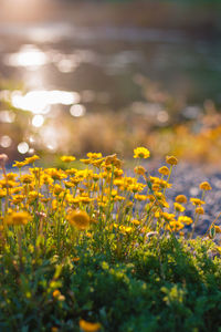 Close-up of yellow flowering plants on field