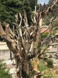 Cactus growing on tree trunk