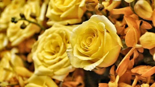 Close-up of yellow roses blooming indoors