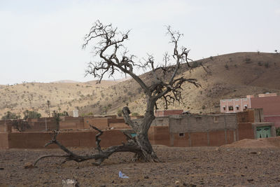 Dead tree in a desert