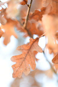 Close-up of autumn leaves