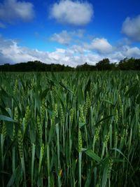 Crops growing on field against sky