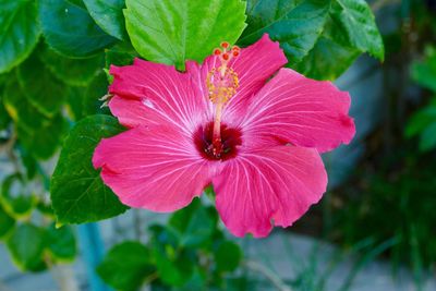 Close-up of flower blooming outdoors