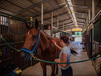 Horse in stable