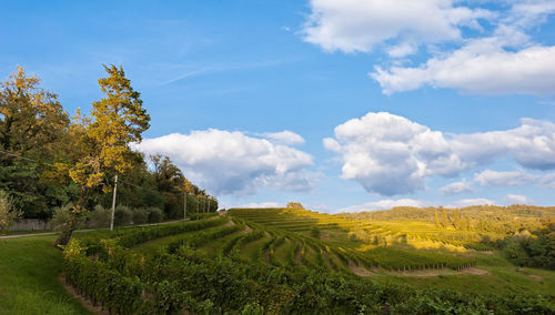 Scenic view of agricultural field against sky