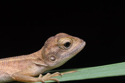 Close-up of a lizard