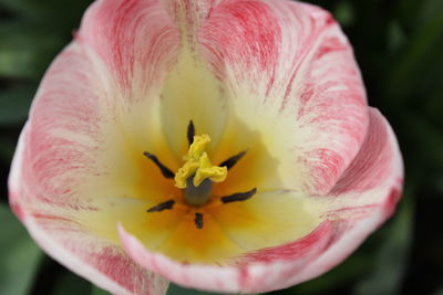 Close-up of pink flower