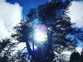 Low angle view of trees against sky