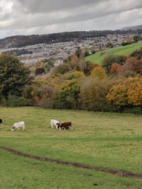 Cows in a field cattle field greenary