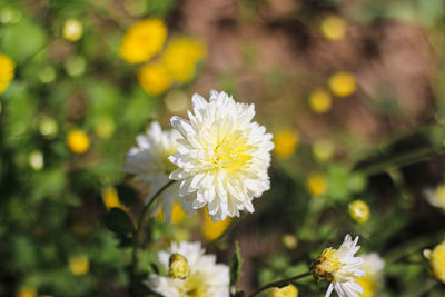 Close-up of white flowering plant