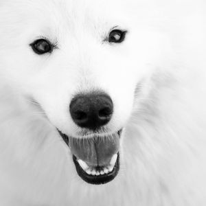 Close-up portrait of dog