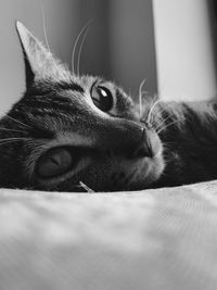 Close-up portrait of a cat