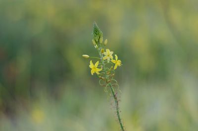 Close-up of yellow flower