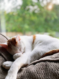 Close-up of cat lying on bed