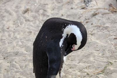 High angle view of bird on sand