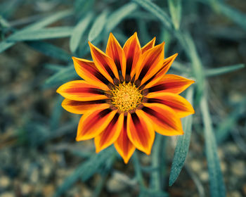 Close-up of orange flower