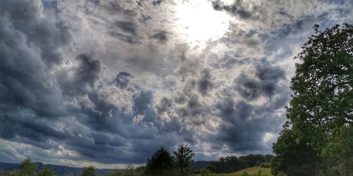 Low angle view of trees against sky