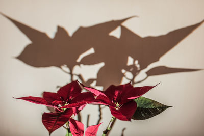 Close-up of red flower against wall