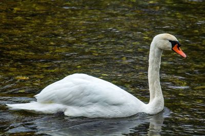 Swan floating on lake