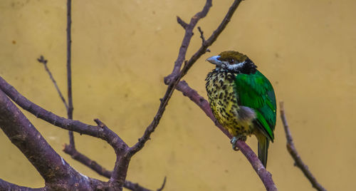 Close-up of bird perching on branch