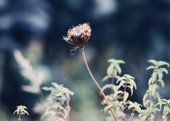 Close-up of thistle