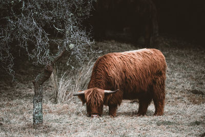 Highland cow or cattle in field