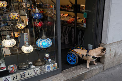 Dog with wheelchair standing in the entrance of a shop of lamps - october 2022 - italy - milan