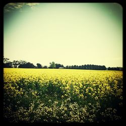 Scenic view of field against clear sky