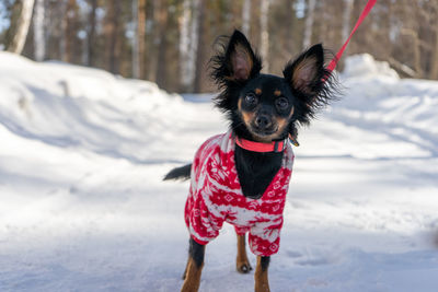 Portrait of woman standing on snow covered field