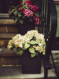 Close-up of potted plant