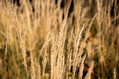 Close-up of wheat growing on field
